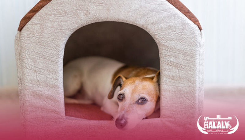 Things You Need To Know About Before buying Your Dog House